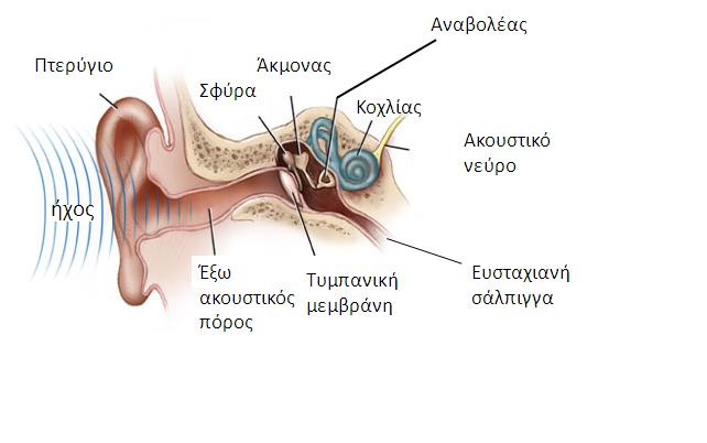 αυτί ανατομία
